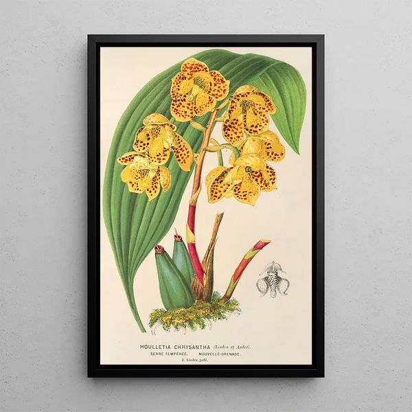 Houlletia chrysantha - Charles Antoine Lemaire — framed artwork on a wall