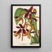 Houlletia odoratissima Antioquiensis - Charles Antoine Lemaire — framed artwork on a wall