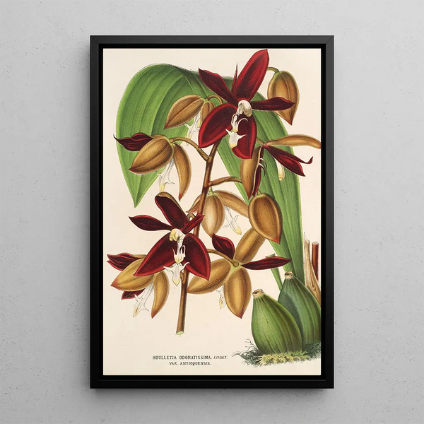 Houlletia odoratissima Antioquiensis - Charles Antoine Lemaire — framed artwork on a wall