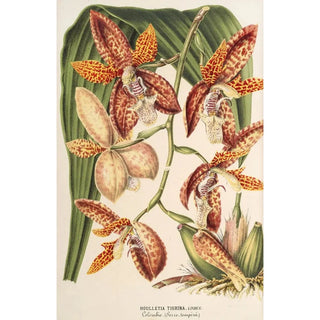 Houlletia trigrina - Charles Antoine Lemaire — artwork view