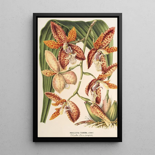 Houlletia trigrina - Charles Antoine Lemaire — framed artwork on a wall