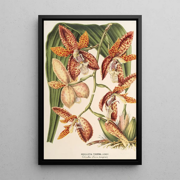 Houlletia trigrina - Charles Antoine Lemaire — framed artwork on a wall