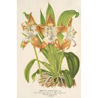 Reproduction of the painting Huntleya albidofulva - Charles Antoine Lemaire