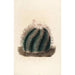 Iconographie descriptive des cactées Pl01 - Charles Antoine Lemaire — artwork view