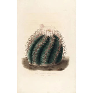 Iconographie descriptive des cactées Pl01 - Charles Antoine Lemaire — artwork view