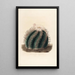 Iconographie descriptive des cactées Pl01 - Charles Antoine Lemaire — framed artwork on a wall