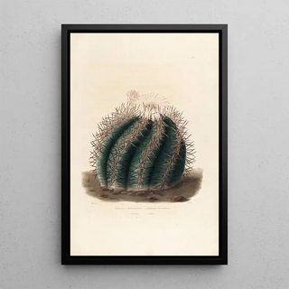 Iconographie descriptive des cactées Pl01 - Charles Antoine Lemaire — framed artwork on a wall