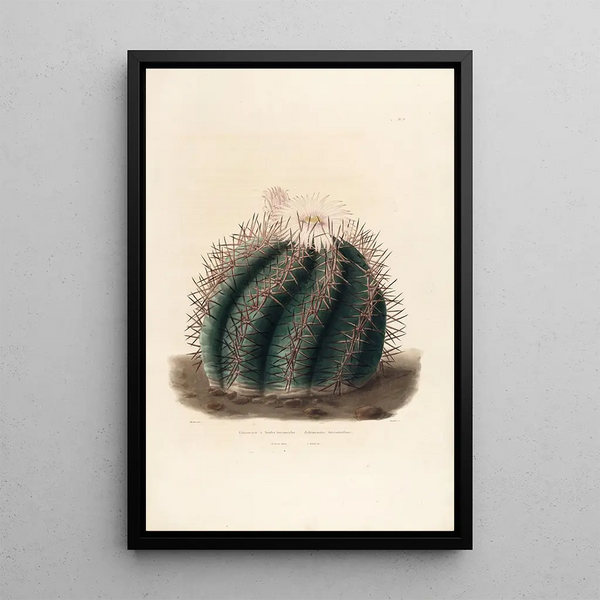 Iconographie descriptive des cactées Pl01 - Charles Antoine Lemaire — framed artwork on a wall