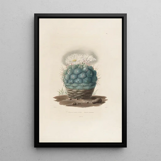 Reproduction of the painting Iconographie descriptive des cactées Pl02 - Charles Antoine Lemaire
