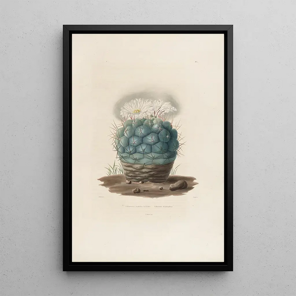 Reproduction of the painting Iconographie descriptive des cactées Pl02 - Charles Antoine Lemaire