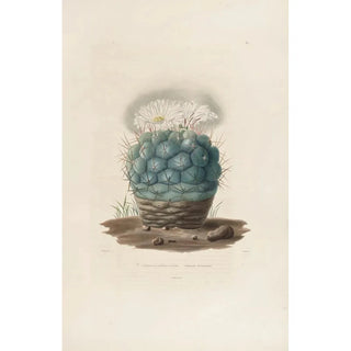 Reproduction of the painting Iconographie descriptive des cactées Pl02 - Charles Antoine Lemaire