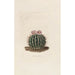 Iconographie descriptive des cactées Pl03 - Charles Antoine Lemaire — artwork view
