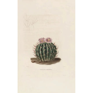 Iconographie descriptive des cactées Pl03 - Charles Antoine Lemaire — artwork view