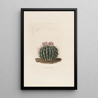 Iconographie descriptive des cactées Pl03 - Charles Antoine Lemaire — framed artwork on a wall