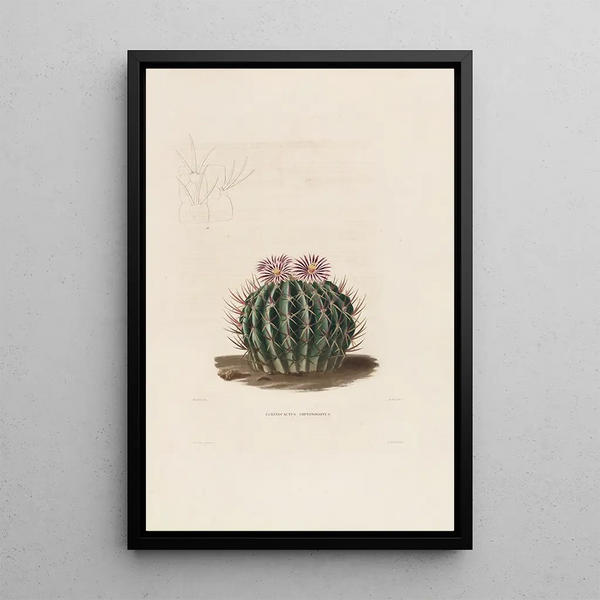 Iconographie descriptive des cactées Pl03 - Charles Antoine Lemaire — framed artwork on a wall