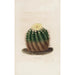 Iconographie descriptive des cactées Pl04 - Charles Antoine Lemaire — artwork view