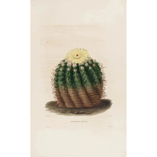 Iconographie descriptive des cactées Pl04 - Charles Antoine Lemaire — artwork view