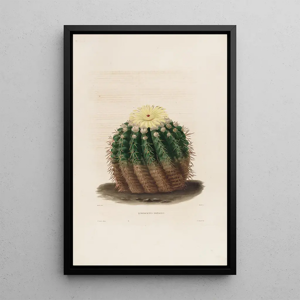 Iconographie descriptive des cactées Pl04 - Charles Antoine Lemaire — framed artwork on a wall