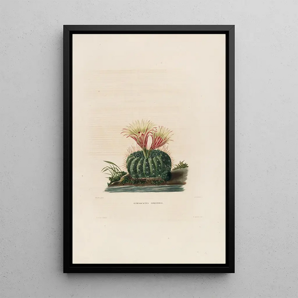 Reproduction of the painting Iconographie descriptive des cactées Pl05 - Charles Antoine Lemaire