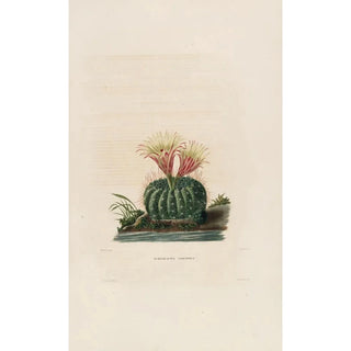 Reproduction of the painting Iconographie descriptive des cactées Pl05 - Charles Antoine Lemaire