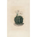 Iconographie descriptive des cactées Pl06 - Charles Antoine Lemaire — artwork view