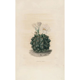 Iconographie descriptive des cactées Pl06 - Charles Antoine Lemaire — artwork view