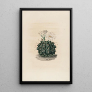 Iconographie descriptive des cactées Pl06 - Charles Antoine Lemaire — framed artwork on a wall