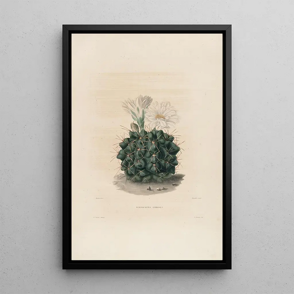 Iconographie descriptive des cactées Pl06 - Charles Antoine Lemaire — framed artwork on a wall