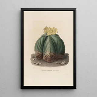 Reproduction of the painting Iconographie descriptive des cactées Pl07 - Charles Antoine Lemaire