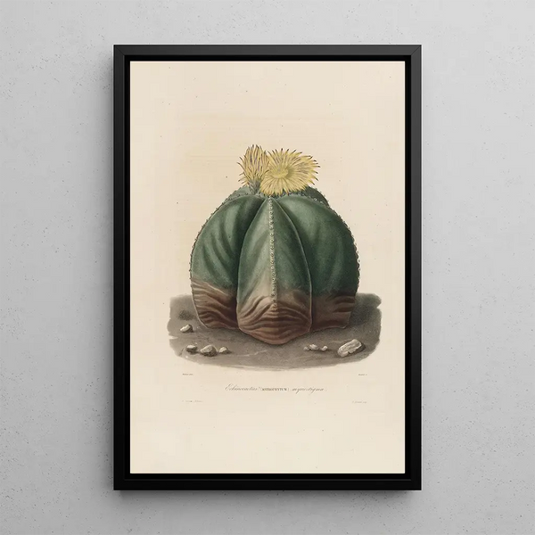 Reproduction of the painting Iconographie descriptive des cactées Pl07 - Charles Antoine Lemaire
