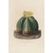 Reproduction of the painting Iconographie descriptive des cactées Pl07 - Charles Antoine Lemaire