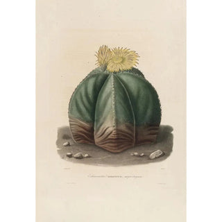 Reproduction of the painting Iconographie descriptive des cactées Pl07 - Charles Antoine Lemaire