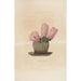 Iconographie descriptive des cactées Pl08 - Charles Antoine Lemaire — artwork view