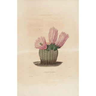 Iconographie descriptive des cactées Pl08 - Charles Antoine Lemaire — artwork view
