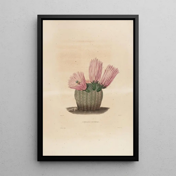 Iconographie descriptive des cactées Pl08 - Charles Antoine Lemaire — framed artwork on a wall