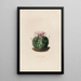 Reproduction of the painting Iconographie descriptive des cactées Pl09 - Charles Antoine Lemaire
