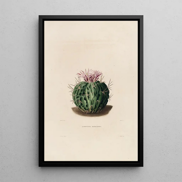 Reproduction of the painting Iconographie descriptive des cactées Pl09 - Charles Antoine Lemaire