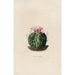 Reproduction of the painting Iconographie descriptive des cactées Pl09 - Charles Antoine Lemaire
