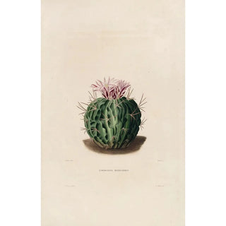 Reproduction of the painting Iconographie descriptive des cactées Pl09 - Charles Antoine Lemaire