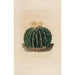Iconographie descriptive des cactées Pl10 - Charles Antoine Lemaire — artwork view