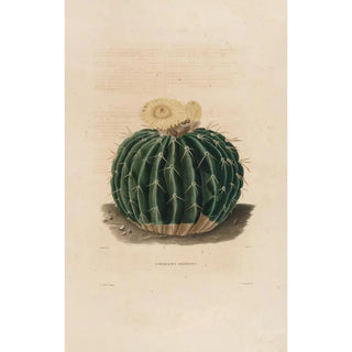 Iconographie descriptive des cactées Pl10 - Charles Antoine Lemaire — artwork view