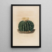 Iconographie descriptive des cactées Pl10 - Charles Antoine Lemaire — framed artwork on a wall