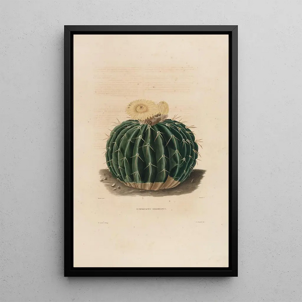 Iconographie descriptive des cactées Pl10 - Charles Antoine Lemaire — framed artwork on a wall