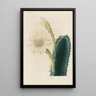 Reproduction of the painting Iconographie descriptive des cactus Pl11 - Charles Antoine Lemaire