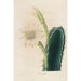 Reproduction of the painting Iconographie descriptive des cactus Pl11 - Charles Antoine Lemaire