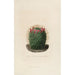 Iconographie descriptive des cactus Pl12 - Charles Antoine Lemaire — artwork view