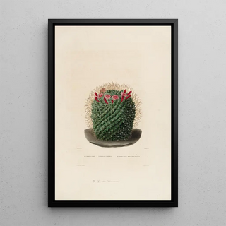 Iconographie descriptive des cactus Pl12 - Charles Antoine Lemaire — framed artwork on a wall