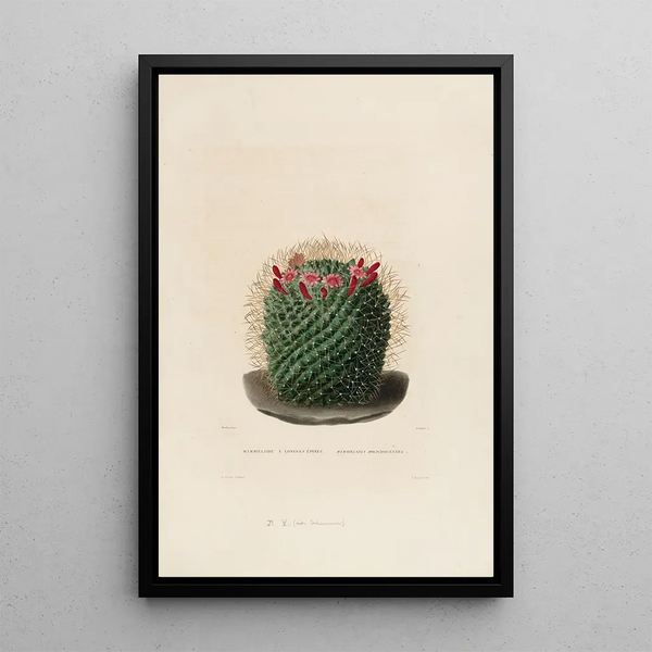 Iconographie descriptive des cactus Pl12 - Charles Antoine Lemaire — framed artwork on a wall
