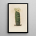 Reproduction of the painting Iconographie descriptive des cactus Pl13 - Charles Antoine Lemaire