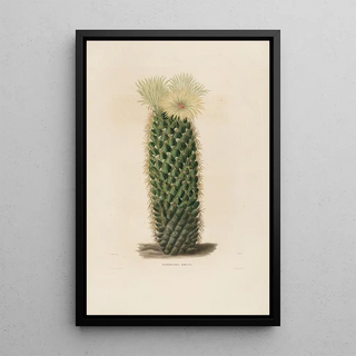 Reproduction of the painting Iconographie descriptive des cactus Pl13 - Charles Antoine Lemaire
